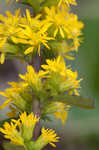 Roan Mountain goldenrod